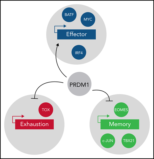 Several transcription factors are known to modulate effector function (blue), exhaustion (red), and memory phenotype (light green) in T cells. Yoshikawa et al clearly establish PRDM1 as a repressor of memory function in antitumor T cells. PRDM1 deletion resulted in upregulation of TOX and EOMES in T cells. EOMES upregulation in PRDM1-deficient T cells partially explains the promotion of memory phenotype. However, upregulation of TOX in PRDM1-deficient T cells further raises interesting questions regarding epigenetic programs linking memory and exhaustion.