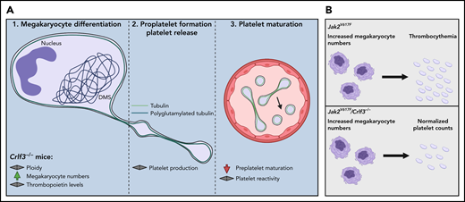 The third step of thrombopoiesis is defective upon lack of CRLF3 in mice. (A) According to Bennet et al, platelet generation is dependent on 3 distinct stages: Megakaryocyte (MK) differentiation from hematopoietic progenitors (1), proplatelet formation (2), and the maturation of preplatelets to platelets within the circulation (3). Loss of CRLF3 results in thrombocytopenia despite unaltered MK differentiation and proplatelet formation owing to impaired preplatelet maturation within circulation. (B) Deletion of CRLF3 in a mouse model of essential thrombocythemia (ET) (Jak2V617F) decreases platelet counts and improves disease outcome. DMS, demarcation membrane system. Image was created using Biorender.com.