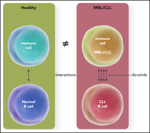 Immune cells in MBL and CLL, although similar phenotypically and transcriptionally, demonstrate an increased number of (predominantly immunosuppressive) cellular interactions vis-a-vis the healthy donors that may be reversed by ibrutinib therapy. Professional illustration by Somersault18:24.