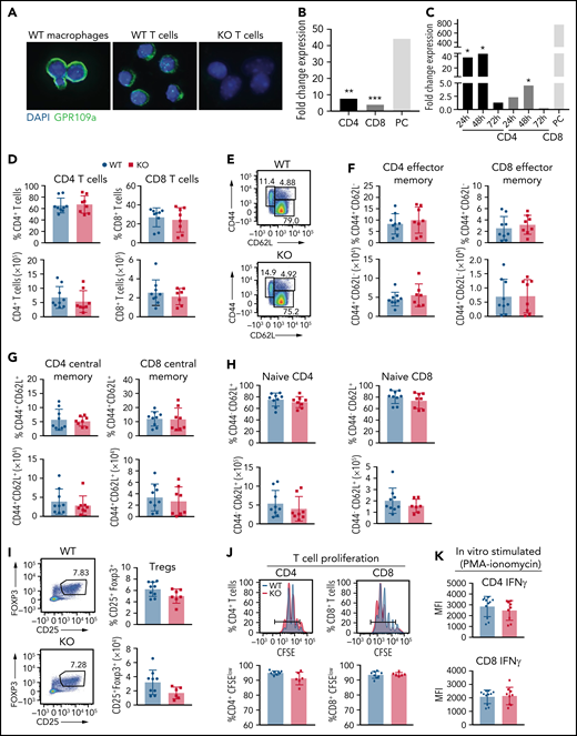 No difference in numbers and percentages of wild type and GPR109A−/− splenic T cells. (A) Immunofluorescence of magnetically sorted WT B6 macrophages, WT and KO T cells showing GPR109A (green) and DAPI (blue). Bar = 100 μm. (B) Magnetically sorted WT CD4+ and CD8+ T cells were stimulated with anti-CD3/CD28 beads for 72 hours and RNA was extracted to measure expression of GPR109A mRNA by qRT-PCR. Positive control (PC) was magnetically sorted F4-80+ cells. (C) FACS-sorted WT CD4+ and CD8+ T cells isolated from BALB/c irradiated mice transplanted with TCD BM and 10 × 106 WT T cells at 24-, 48-, and 72-hours post allo-HCT. RNA was extracted to measure expression of GPR109A mRNA by qRT-PCR and expression is shown as fold change compared with expression in naïve FACS-sorted CD4+ and CD8+ WT T cells, respectively. Expression levels were assessed as biological triplicates. Positive control (PC) was FACS sorted CD11b+ cells from a naïve BALB/c mouse spleen; expression of PC as fold change to naïve FACS-sorted CD4+ WT T cells. (D) Percentage and numbers of splenic CD4+ and CD8+ T cells from GPR109a+/+ (WT) and GPR109a−/− (KO) littermate mice at baseline. (E) Gating strategy for effector memory (CD44+CD62L−), central memory (CD44+CD62L+), and naïve (CD44−CD62L+) T cell populations. (F-H) Percent and numbers of effector memory (F), central memory (G), and naïve T cells (H), previously gated on live, CD45+, CD3+, and/or CD4+ and CD8+. (I) Representative flow cytometric analysis of percent and number of regulatory T cells (CD25+Foxp3+), previously gated on live, CD45+, CD3+, and CD4+. (J-K) Magnetically sorted WT and KO CD4+ and CD8+ T cells were labeled with CFSE and stimulated with anti-CD3/CD28 for 72 hours. Representative concatenated CFSE line graphs and quantification showing percentages of CFSEmedium/low WT and KO T cells. (K) CD4+ and CD8+ T cells were stimulated with PMA/ionomycin for 4 hours and mean fluorescence intensity (MFI) of intracellular IFNγ measured. Comparisons in (B) and (C) were performed by two-tailed unpaired Mann-Whitney Test versus unstimulated or naïve cells. *P < .05, **P < .01, ***P < .001. For (C) significance was calculated by comparing to naïve CD4+ or CD8+ T cells using a one-sample T-test. Differences in pairs in (D) to (K) are not significant, measured by two-tailed unpaired Mann-Whitney test, n = 6-10 mice per group. All values are means ± standard deviation. All results from three independent experiments.