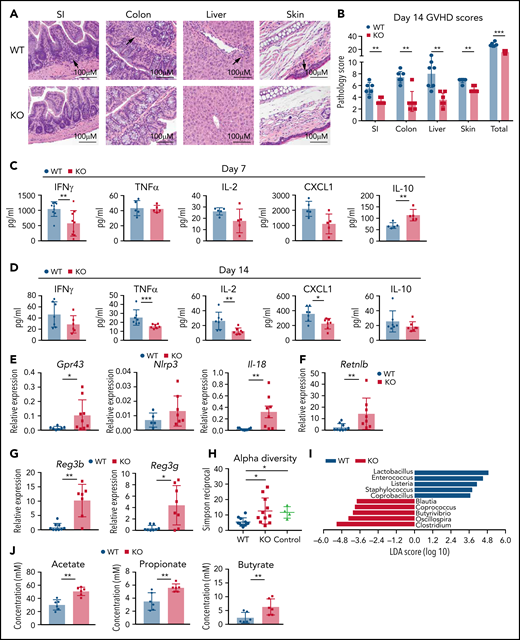 GPR109A−/− T cell recipients have reduced pathology and inflammation. Lethally irradiated BALB/c recipients received B6 WT TCD BM and 0.5 × 106 WT or KO T cells. (A) Representative H&E images of GVHD target organs small intestine (SI), large intestine, liver and skin on day 14 after transplant. Arrows indicate high density of infiltrating lymphocytes. (B) Organs were scored for histopathalogic damage at day 14. (C-D) Serum cytokines were measured at 7 days post allo-HCT (C) and 14 days post allo-HCT (D). (E-G) mRNA was extracted from colonic tissue at day 7 post allo-HCT to measure expression of specific intestinal genes. (H-I) Bacterial DNA was extracted from day 7 stool and 16S gene amplicon sequencing to measure alpha diversity (H) and linear discriminate analysis of effect size (LEfSe) analysis comparing bacterial differences between WT and KO T cell recipients (I). Controls are stool collected from WT BALB/c mice. (J) SCFAs from day 7 cecal contents was measured by GC-MS. All comparisons in (B) to (J) were performed by two-tailed unpaired Mann-Whitney Test. Values are means ± standard deviation. *P < .05, **P < .01, ***P < .0001, n = 5-10 mice per group. All results from two independent experiments.