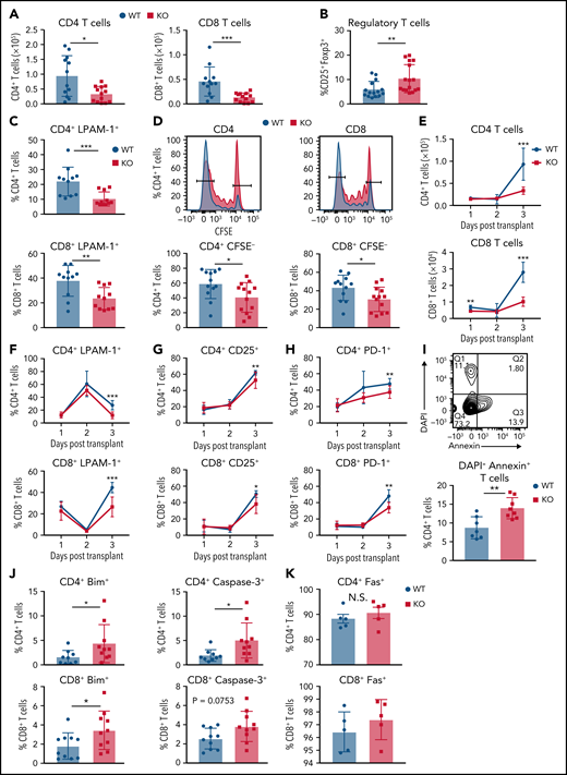 GPR109A−/− T cells undergo increased apoptosis. Lethally irradiated BALB/c recipients received B6 WT TCD BM and 5 × 106 WT or KO T cells. (A) Donor CD4+ and CD8+ T cell numbers were analyzed from spleen on day 3 post allo-HCT. (B) Donor regulatory T cells from spleen on day 3 post allo-HCT. (C) Expression of LPAM-1 on splenic donor CD4+ and CD8+ T cells on day 3 post allo-HCT. (D) T cells were labeled with CFSE prior to transplant and proliferation determined by measuring CFSElow cells. (E-H) Early timecourse at day 1, 2, and 3 post allo-HCT measuring numbers of CD4+ and CD8+ T cells (E), LPAM-1+ CD4+ and CD8+ T cells (F) CD4+ and CD8+ T cells expressing activation markers, CD25 (G) and PD-1 (H). (I) Frequency of Annexin+DAPI- apoptotic donor CD4+ T cells were analyzed on day 3 post alloHCT. (J-K) Frequency of donor CD4+ (top) and CD8+ (bottom) T cells on day 3 post allo-HCT, expressing other apoptotic markers Bim, cleaved Caspase-3 (J) and Fas(K). (L-N) MACS sorted splenic T cells were stimulated in vitro with anti-CD3/CD28 for 24, 48, or 72 hours and frequency of apoptotic cells measured by flow cytometry gating on live CD3+ and Annexin+DAPI- (L), cleaved caspase-3+, Bim+ (M) or Fas+ (N). All comparisons in (A) to (M) were performed by two-tailed unpaired Mann-Whitney Test. Values are means ± standard deviation. *P < 0.05, **P < 0.01, ***P < 0.001, n = 15 mice per group. All results from two to three independent experiments.