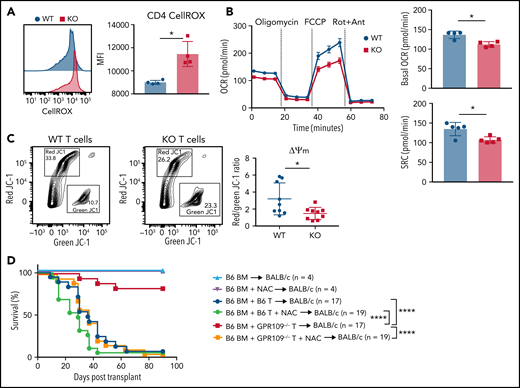GPR109A−/− T cells become metabolically dysfunctional after activation. (A) MFI of CellROX green in WT and KO T cells on day 3 post allo-HCT. (B) OCR of in vitro activated WT (black) or KO (red) T cells, as measured under basal conditions and in response to oligomycin, FCCP, and Rot + Ant and spare respiratory capacity of WT and KO T cells. (C) Representative flow cytometric analysis of green vs. red JC-1 aggregates of in vitro activated WT and KO purified T cells without (blue) and with (green) N-acetylcysteine (NAC) in the drinking water, or WT BM with KO T cells without (red) and with (orange) NAC in the drinking water. Controls were transplanted with T cell-depleted BM only without (light blue) and with NAC (purple) in the drinking water. Comparisons in (H) were performed by Mantel-Cox log rank test for survival. All comparisons in (A) to (C) were performed by two-tailed unpaired Mann-Whitney Test. Values are means ± standard deviation. *P < .05, ****P < .0001, n = 4-9 mice per group, or as indicated. All results from two independent experiments.