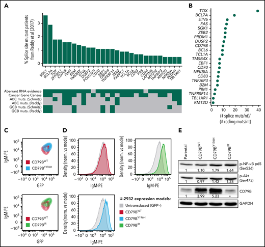 Recurrent splice site mutations in DLBCL. (A) Genes recurrently mutated at splice sites according to our reanalysis of the dataset of Reddy et al1 (N = 1001). We only considered mutations that were confirmed as somatic by Schmitz et al2 or Chapuy et al.3 The genes shown in the figure were mutated in at least 5 patients. For each gene, the frequency of splice site mutant patients is shown in the vertical axis. The heatmap below shows the presence (green) or absence (gray) of relevant features for each gene. Aberrant RNA evidence, at least 1 splice site mutant patient had an RNA aberration that could be attributed to the mutation according to our analyses; Cancer Gene Census, the gene is part of the Cancer Gene Census; GCB-/ABC muts., the gene is preferentially mutated in the GCB or ABC subtype according to Reddy et al1 or Schmitz et al.2 (B) Ratio between the frequency of splice site mutations per nucleotide and the frequency of coding mutations per nucleotide for the 22 recurrent splice site mutant genes that had nonzero coding mutation frequency in the dataset of Reddy et al.1 (C) Mutant CD79BIR increases surface immunoglobulin M (IgM) at a higher extent than CD79BY196H. The ABC DLBCL line U-2932 was transduced with CD79BWT, mutant CD79BY196H, or mutant CD79BIR. Surface IgM is depicted gating on a cotransduced green fluorescent protein (GFP) marker to identify the subset of transduced cells with equivalent ectopic CD79B RNA expression. (D) Surface IgM expression in U-2932 cells transduced with the indicated CD79B isoforms. U-2932 GFP-positive transduced cells are compared with untransduced cells. (E) Western blot of CD79B, phosphorylated RELA/p65 (Ser536), and phosphorylated Akt (Ser473) in U-2932 cells after overexpression of mutant or wild-type CD79B. The numbers indicate the fold change between each CD79B overexpression model and the parental cell line, previously normalized with glyceraldehyde-3-phosphate dehydrogenase (GAPDH), according to a densitometry analysis using ImageJ. *The epitope recognized by the anti-CD79B antibody is within the region that is lost by CD79BIR, which is why overexpression cannot be detected by this method. However, we confirmed CD79BIR plasmid overexpression by flow cytometry (GFP+ signal).