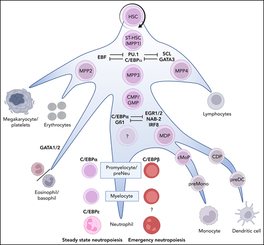 Neutrophil production in the BM. The recognized stages of stem cell differentiation that contribute to neutropoiesis are indicated by the names of the neutrophil progenitors in color. Bifurcations into nonneutrophil-producing lineages are indicated in gray. Importantly, the differentiation occurs in a gradual manner (priming) rather than as discrete steps associated with division. The dominant lineage-determining transcription factors are indicated in blue. The first bias toward neutropoiesis starts with a slow and gradual commitment of MPP3s toward the myeloid lineage. MPP3s can proliferate or differentiate into GMPs, which can proliferate and/or physically cluster together into loose patchecs (p) of GMP.89 This clustering facilitates differentiation into compact clusters of (c)GMP that, in turn, differentiate into promyelocytes and myelocytes, thereby forming clusters of these cells in the BM.89 During these last differentiation steps, the progenitors lose their propensity to proliferate (mediated by the expression of C/EBPɛ)2 and continue to mature toward mature neutrophils via metamyelocytes and banded cells (see Figure 2). CDP, common dendritic cell progenitor; cMoP, common monocyte progenitor; EGR1/2, early growth response ½; GATA1/2, GATA binding receptor ½; IRF8, interferon regulatory factor-8; MDP, monocyte/macrophage/DC; NAB-2, NGFI-A binding protein 2; preMono, preMonocyte; SCL, stem cell leukemia.