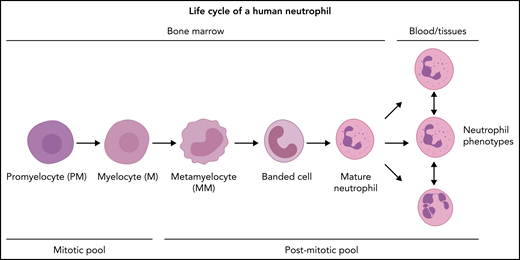 Neutrophil production in the BM under homeostatic conditions. The neutrophil committed compartment in BM consists of dividing progenitors (mitotic pool: promyelocytes and myelocytes) and maturing nondividing progenitors (postmitotic pool: metamyelocytes, banded cells, mature cells, and hypersegmented neutrophils). The postmitotic transfer time is 5 to 6 days.51-53 The origin of functional neutrophil phenotypes is uncertain, but they might be evoked by tissue instructions81 or parallel differentiation74 or transdifferentiation.79,80
