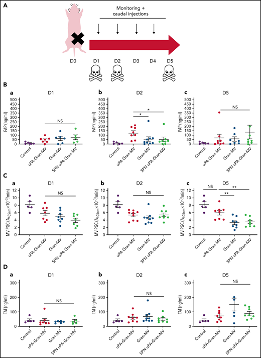 Impact of the MV injection on the mouse hemostatic balance. (A) Cecal ligation was performed on CD-1 mice on 3 kinetic, D1: 24 hours after sepsis induction; D2: 48 hours after sepsis induction; D5: 5 days after sepsis induction; n = 36 per group. Each group of animals received a daily IV tail injection of uPA-Gran-MVs (red), Gran-MVs (blue), or SPN uPA-Gran-MVs (green) from D1 (24 hours after surgery) and compared to a group of healthy mice (control) (purple). Once sepsis was established, the mice were observed daily to assess spontaneous mortality and monitored to measure their heart rate, oxygen saturation, breathing rate, and body temperature. In according to the kinetic, the animals were sacrificed at D1, D2, or D5. (B-F) Measure of fibrinolytic and procoagulant parameters at D1, D2, and D5: plasmin-anti-plasmin complex (PAP), MV dependent plasmin generation capacity (MV-PGC), thrombin-anti-thrombin complex (TAT), MV dependent tissue factor activity (MV-TF), and d-dimer, respectively. Data are mean ± SEM. *P < .05; **P < .01; NS: not significant.
