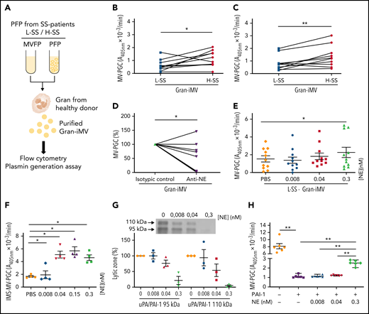 Soluble molecules from SS patient plasma modulate Gran-MV plasmin generation capacity in SS. (A) Granulocytes (Gran) were purified from healthy individuals and then incubated with complete or MV-depleted plasma (PFP or MVFP) from SS patients with low (L-SS) or high (H-SS) plasmin capacity. Then, “Gran-induced MVs” (Gran-iMVs) were purified by ultracentrifugation and quantified by flow cytometry, and plasmin generation capacity was measured. (B) MV-PGC of Gran-iMVs (4 × 105) after stimulation with PFP from selected SS patients with low (<1.5 A405nm × 10−3/min, n = 11, L) (blue) or high (>5 A405nm × 10−3/min, n = 10, H) (red). (C) MV-PGC of Gran-iMVs (4 × 105) after stimulation with MVFP from selected SS patients with low (<1.5 A405nm × 10−3/min, n = 11, L) (blue) or high (>5 A405nm × 10−3/min, n = 10, H) (red). (D) MV-PGC of Gran-iMVs (4 × 105) after stimulation with MV-depleted plasma from SS plasma treated with a human neutrophil elastase (NE) blocking antibody or isotype control (n = 11). (E) MV-PGC of Gran-iMVs (4 × 105) after stimulation with MV-depleted plasma enriched with NE (at a concentration range of 0.008-0.3 nM), from selected L-SS patient MV-PGC values (n = 11). Data are mean ± SEM. (F) PGC of MVs extract with CD15 immunomagnetic beads (IMS-MV-PGC) from LPS-treated blood spiked with a range of NE concentrations (0.008-0.3 nM; n = 4). Data are mean ± SEM. (G) Effect of a range of NE concentrations (0.008-0.3 nM) on the uPA/PAI-1 complex (95 kDa and 110 kDa) by zymography (n = 3; lytic zone in percent, image digitally inverted). Data are mean ± SEM. (H) Effect of a range of NE concentrations (0.008-0.3 nM) in the presence of PAI-1 (440 ng/mL) on the MV-PGC of purified Gran-MVs (2 × 106; n = 6). Data are mean ± SEM. *P < .05; **P < .01.