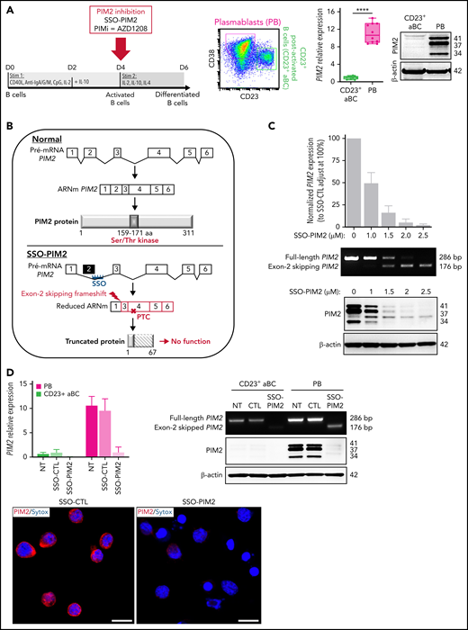 Specific inhibition of PIM2 affects the generation of PBs. (A) Left: On D6, total blood B cells were differentiated into 2 different cell populations: CD23+ aBCs and PBs. Right: PIM2 mRNA expression and protein expression in CD23+ aBCs and PBs on D6. Data are presented as the median (range), n = 10. (B) Diagram illustrating the mode of action of SSO-PIM2. Specific inhibition of PIM2 was performed by specifically blocking PIM2 gene expression using a novel antisense RNA strategy based on a morpholino SSO. In line with a previously described forced-splicing–dependent nonsense-mediated decay approach to knockdown,56,57 the SSO targets the 5′ splice site of exon 2 of PIM2, induces out-of-frame exon skipping, and generates a premature stop codon in exon 4. This latter eventually triggers nonsense-mediated decay or generates a truncated, nonfunctional protein. Details are provided in the supplemental Methods. (C) Activated B cells were treated with various doses of SSO-PIM2 from D4 to D6. Top, PIM2 mRNA expression levels were compared with those in a control experiment, set arbitrarily to 100% (mean ± SD, n = 4) (top section). The agarose gel from the PIM2 PCR shows the exon skipping (bottom section). Dose escalation experiments allowed us to select an SSO-PIM2 concentration of 2 µM for the subsequent experiments in the in vitro model. Bottom, PIM2 protein expression was assessed by western blot on D6 after PIM2 inhibition with an increasing dose of SSO-PIM2. (D) PIM2 mRNA expression (mean ± SD, n = 6) (left) and protein expression (right), as determined by immunoblotting and immunofluorescence in CD23+ aBCs and PBs after PIM2 inhibition with SSO-PIM2 (2 µM). Sytox (blue) stains the nucleus. Scale bar: 10 µm. (E-F) On D4, cells were treated with SSO-PIM2 (E) or increasing doses of PIMi (F). On D6, analysis of cell differentiation was performed in the model described in panel A. Proportion of CD23+ aBCs (CD23+/CD38low cells) and PBs (CD38high/CD23– cells) and the absolute number of each cell population were assessed by flow cytometry according to the gating strategy described in supplemental Figure 2D. Left: The absolute number of PBs and CD23+ aBCs obtained on D6 after PIM2 inhibition, compared with controls. Data are presented as the mean ± SD, n = 8. Right: One representative result of the proportion of PBs on D6 (evaluated by using flow cytometry) after PIM2 inhibition, compared with controls. Statistical significance was evaluated by using Mann-Whitney U (panel A), Wilcoxon (panel E), and Friedman (panel F) tests. *P < .05, **P < .01, ***P < .001, ****P < .0001. CpG, cytosine guanine dinucleotide; D0, day 0; D2, day 2; DMSO, dimethyl sulfoxide; NT, no treatment; ns, not significant. Further details are presented in supplemental Figure 2.