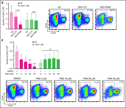 Specific inhibition of PIM2 affects the generation of PBs. (A) Left: On D6, total blood B cells were differentiated into 2 different cell populations: CD23+ aBCs and PBs. Right: PIM2 mRNA expression and protein expression in CD23+ aBCs and PBs on D6. Data are presented as the median (range), n = 10. (B) Diagram illustrating the mode of action of SSO-PIM2. Specific inhibition of PIM2 was performed by specifically blocking PIM2 gene expression using a novel antisense RNA strategy based on a morpholino SSO. In line with a previously described forced-splicing–dependent nonsense-mediated decay approach to knockdown,56,57 the SSO targets the 5′ splice site of exon 2 of PIM2, induces out-of-frame exon skipping, and generates a premature stop codon in exon 4. This latter eventually triggers nonsense-mediated decay or generates a truncated, nonfunctional protein. Details are provided in the supplemental Methods. (C) Activated B cells were treated with various doses of SSO-PIM2 from D4 to D6. Top, PIM2 mRNA expression levels were compared with those in a control experiment, set arbitrarily to 100% (mean ± SD, n = 4) (top section). The agarose gel from the PIM2 PCR shows the exon skipping (bottom section). Dose escalation experiments allowed us to select an SSO-PIM2 concentration of 2 µM for the subsequent experiments in the in vitro model. Bottom, PIM2 protein expression was assessed by western blot on D6 after PIM2 inhibition with an increasing dose of SSO-PIM2. (D) PIM2 mRNA expression (mean ± SD, n = 6) (left) and protein expression (right), as determined by immunoblotting and immunofluorescence in CD23+ aBCs and PBs after PIM2 inhibition with SSO-PIM2 (2 µM). Sytox (blue) stains the nucleus. Scale bar: 10 µm. (E-F) On D4, cells were treated with SSO-PIM2 (E) or increasing doses of PIMi (F). On D6, analysis of cell differentiation was performed in the model described in panel A. Proportion of CD23+ aBCs (CD23+/CD38low cells) and PBs (CD38high/CD23– cells) and the absolute number of each cell population were assessed by flow cytometry according to the gating strategy described in supplemental Figure 2D. Left: The absolute number of PBs and CD23+ aBCs obtained on D6 after PIM2 inhibition, compared with controls. Data are presented as the mean ± SD, n = 8. Right: One representative result of the proportion of PBs on D6 (evaluated by using flow cytometry) after PIM2 inhibition, compared with controls. Statistical significance was evaluated by using Mann-Whitney U (panel A), Wilcoxon (panel E), and Friedman (panel F) tests. *P < .05, **P < .01, ***P < .001, ****P < .0001. CpG, cytosine guanine dinucleotide; D0, day 0; D2, day 2; DMSO, dimethyl sulfoxide; NT, no treatment; ns, not significant. Further details are presented in supplemental Figure 2.
