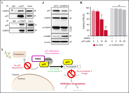 PIM2 helps to stabilize cytoplasmic p21Cip1 and promotes the caspase 3/p21Cip1 interaction. (A) Left: CDKN1A mRNA expression was measured on D6 in CD23+ aBCs and PBs. Data are presented as the median (range), n = 10. Right: PIM2 and p21Cip1 protein expression on D6 in CD23+ aBCs and PBs. (B) PIM2 and p21Cip1 protein expression was measured in nuclear and cytoplasmic fractions from CD23+ aBCs and PBs. (C) PIM2 (left) and p21Cip1 (right) immunoprecipitation (IP) in PBs. Heat shock protein 90β (HSP90β), p21Cip, and PIM2 were detected by immunoblotting. (D) PIM2 and p21Cip1 protein expression after treatment with SSO-PIM2 (top) or PIMi (bottom) in total extracts from PBs. (E) PBs were sorted and then treated with PIMi and incubated with cycloheximide (CHX). At indicated times, p21Cip1 expression was assessed by immunoblotting. (F) PBs were sorted and then treated with PIMi for 2 hours in the presence (or not) of MG-132. p21Cip1 was assessed by immunoblotting. (G) PBs were treated for 30 minutes with PIMi after incubation in the presence of MG-132 for 2 hours. Polyubiquitinated p21Cip1 and native p21Cip1 were assessed by immunoblotting. (H) FRET/FLIM (Förster resonance energy transfer (FRET) by fluorescence lifetime imaging (FLIM)) was analyzed in XG21 cells stained for caspase 3 (the donor) in the presence or absence of p21Cip1 (the acceptor). Cells were left untreated (upper panels) or treated with PIMi (lower panels). The graph shows the quantified ΔLifetime. Data are presented as the median (range), n = 20 cells per condition. Pseudocolor scale, pixel-by-pixel ΔLifetime. Scale bar: 10 µm. (I) p21Cip1 (top) and caspase 3 (bottom) IP in PBs. Caspase 3 and p21Cip were detected by immunoblotting. (J) p21Cip1, procaspase 3, cleaved caspase 3, and cleaved PARP protein expression on D6 in PBs, after transfection with siCDKN1A or siCTL on D4. (K) On D4, activated B cells were treated for 24 hours with increased doses of p21i in the presence or absence of Q-DEVD-OPH. PB viability (the proportion of active caspase 3–negative cells) was assessed by flow cytometry. Data are presented as the mean ± SD, n = 5. (L) The PIM2/p21Cip1/caspase 3 pathway in PBs. p21Cip1 is stabilized in the cytoplasm by a protein complex that also includes PIM2 and HSP90β. Due to this localization, p21Cip1 interacts with procaspase 3 and blocks its activation. Statistical significance was evaluated by using Mann-Whitney U (panels A and H) and Kruskal-Wallis (panel K) tests. *P < .05, ***P < .001, ****P < .0001. Cl, cleaved; DMSO, dimethyl sulfoxide; IgG, immunoglobulin G; IP-Ub, immunoprecipitation of ubiquitin forms; ns, not significant; NT, no treatment; siCTL, small interference (si) RNA control (CTL). Further details are presented in supplemental Figure 5.