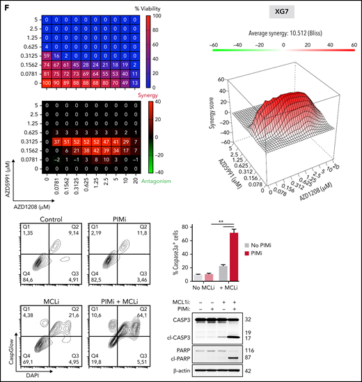 Reconsideration of PIM2 as an effective target in MM. (A) PIM2 gene expression in cell lines derived from various solid and blood cancers (https://depmap.org/portal/). (B) CRISPR screening data from the DepMap Project show that PIM2 presents the highest dependency score for the 20 tested MM cell lines, relative to other cell lines. (C) Immunohistofluorescence staining of PIM2 (green) and CD138 (orange) in paraffin-embedded BM from patients with MM. 4′,6-diamidino-2-phenylindole (blue) stains the nucleus. Scale bars: 20 µm (top); 50 µm (bottom). (D) Overall survival of patients from the CoMMpass cohort as a function of PIM2 expression (PIM-high group, n = 539; PIM-low group, n = 227). The expression cutoff was determined by applying the MaxStat package (cutoff = 313.02). (E) Effects of BH3 mimetics and PIMi on apoptosis. BH3 mimetics (eg, MCL1i, venetoclax) inhibit the binding of antiapoptotic molecules (MCL1 and BCL2, respectively) to the pro-apoptotic effectors BAK and BAX; this leads to mitochondrial depolarization and, ultimately, cell apoptosis. PIMi enhances the action of BAD: BAD binds to BCL2 and BCL-XL and therefore acts independently of MCL1i. The combination of these 2 compounds might result in greater activation of BAX and BAK and may increase the likelihood of cell death. (F-G) Left: The results of a cell viability assay and a synergy analysis after treatment with increasing concentrations of AZD1208 (PIMi) and AZD5991 (MCL1i) in XG7 cells (F) and U266 cells (G). Right: Flow cytometry assessment of apoptosis using 4′,6-diamidino-2-phenylindole (DAPI)/CaspGlow staining and immunoblotting for the detection of caspase 3 and PARP cleavage, after treatment of XG7 cells (panel F) and U266 cells (panel G) with selected doses of inhibitors. The bar plot shows the percentage of caspase 3–active positive cells. Data are presented as the mean ± SD, n = 5. (H) Flow cytometry assessment of viability for primary cells from 6 patients with MM. The bar plot shows the percentage of viable CD138+ MM cells and CD138– cells, relative to a control (set to 100%) after treatment with the selected doses of inhibitor. Statistical significance was evaluated by using the Mann-Whitney U test in panels F, G, and H. **P < .01. See also supplemental Figure 7.