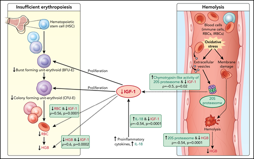 Model of acute hemoglobin drop. Based on quantitative plasma proteomic and validation studies, an acute drop in hemoglobin during malaria is associated with changes in levels of several soluble mediators. These observations were integrated with processes described in the literature and presented in the model. C-20S proteasome levels are significantly higher in malaria-infected children with hemoglobin drop vs children with stable hemoglobin, and 20S proteasome chymotrypsin-like activity is higher compared with uninfected children. Previously, malaria infection has been associated with oxidative stress, in particularly among children with SMA, which results in red blood cell membrane modification. In this model, we propose that modified membrane proteins are then subjected to degradation by c-20S proteasome, leading to hemolysis and decreased hemoglobin. In parallel, levels of IGF-1, one of the growth factors required for erythroid proliferation, are significantly reduced, which may be due to increased IL-18 levels, to increased chymotrypsin-like activity, or to both. The reduction in erythroid proliferation results in reduced hemoglobin levels, in addition to that caused by hemolysis. Factors associated with hemoglobin drops in the study are in green (increased) or red (decreased); dashed lines indicate associations described here and solid lines indicate previously described relationships.
