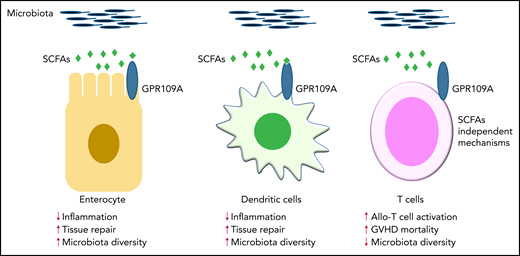 GPR109A is a receptor for the SCFA butylate. Previous work demonstrated that GPR109A is essential for butyrate-mediated induction of IL-18 in the intestinal epithelium, which facilitates repair of damaged tissue and then maintains gut homeostasis and regulates immune responses (left panel).2,3 In addition, activation of GPR109A in colonic APCs, such as DCs, promotes anti-inflammatory responses (middle panel).2,3 Docampo and colleagues have now clarified the role of GPR109A in allogeneic T cells, which enhance their inflammatory capacity in a butyrate-independent manner (right panel). Contrary to previous findings2,3 in gut epithelial cells and APCs, this study demonstrates a novel intrinsic mechanism in allogeneic T cells that is mediated by GPR109A.