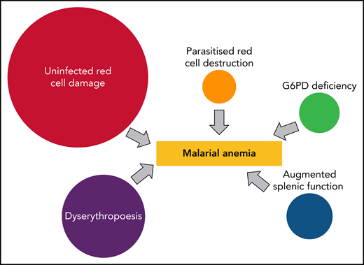 Direct contributors to malarial anemia. The proportions vary but, in general, uninfected erythrocyte hemolysis is the major contributor to acute anemia, whereas dyserythropoiesis is a major contributor to subacute anemia in children in high transmission settings.