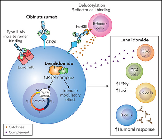 Obinutuzumab and lenalidomide mechanism of action. Obinutuzumab is a glycoengineering antibody to CD20 with a defucosylated Fc region and a modified elbow hinge binding site. These modifications increase effector cell binding and reduce lipid raft formation and hence internalization of CD20, leading to loss of antigen expression. Lenalidomide has a multitude of effects through binding to the cereblon (CRBN) complex. Transcriptional effects ultimately lead to G0/G1 cell-cycle arrest, increase apoptosis in tumor cells, and immune modulatory effects on bystander immune cells. This leads to increased humoral responses and alters the balance of pro- and anti-inflammatory cytokines by shifting toward an anti-inflammatory profile. Ab, antibody; IFNγ, interferon γ; IL-2, interleukin-2; NK, natural killer. Professional illustration by Patrick Lane, ScEYEnce Studios.