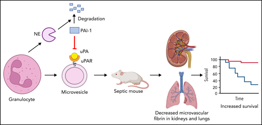 Human granulocytes increase fibrinolysis by releasing NE and MVs expressing uPAR. NE degrades PAI-1. Human granulocyte release MVs that express uPAR and bind uPA. Injection of granulocyte MVs and uPA into septic mice reduced microvascular thrombosis and increased survival. The figure was created using BioRender.com.