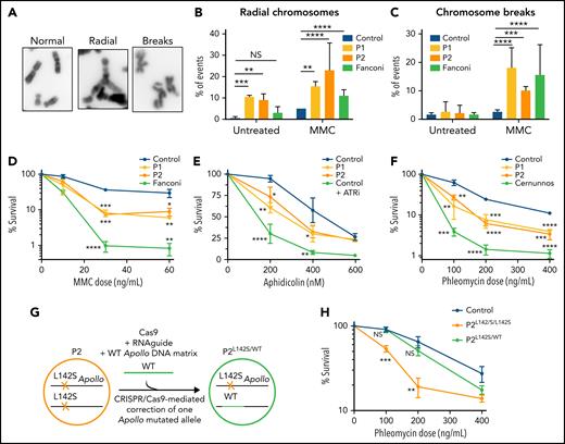 Genome instability and DNA repair defect in patients' cells. (A) Representative picture of normal chromosomes, radial chromosomes, and chromosome breaks found in metaphase. (B-C) Quantitative analysis of radial chromosomes (B) and chromosome breaks (C) in untreated and MMC-treated cells. Cells from a Fanconi (FANC-G deficient) patient are used as a sensitive control. Percentage of events per chromosomes is indicated (2 independent experiments); Counted chromosomes: Ctrl -MMC: n = 583; Ctl +MMC: n = 929; P1 -MMC: n = 789; P1 +MMC: n = 620; P2 -MMC: n = 710; P2 +MMC: n = 674; Fanconi -MMC: n = 811; Fanconi +MMC: n = 965). (D) MMC sensitivity of SV40-transformed fibroblasts from P1 and P2, a Fanconi patient, and control. Mean and standard deviation of triplicates are represented. Result representative of 4 independent experiments. A 2-tailed standard t-test was used. (E) Aphidicolin sensitivity of SV40-transformed fibroblasts from P1 and P2, control, and control with ATR inhibitor (ATRi, 10µM). Mean and standard deviation of triplicates are represented. Result representative of 3 independent experiments. A 2-tailed standard t-test was used. (F) Phleomycin sensitivity of SV40-transformed fibroblasts from P1 and P2, a Cernunnos-deficient patient,59 and a healthy control. Mean and standard deviation of triplicates are represented. Result representative of 5 independent experiments. A 2-tailed standard t-test was used. (G) Schematic representation of the correction of 1 Apollo variant in P2's cells via CRISPR/Cas9 generating a heterozygous Apollo-mutated P2 cell line (noted P2L142S/WT). (H) Phleomycin sensitivity of hTERT SV40-fibroblasts from P2, P2L142S/WT and a healthy control. Mean and standard deviation of triplicates are represented. Result representative of 3 independent experiments. A 2-tailed standard t-test was used. *P < .05, **P < .01, ***P < .001, ****P < .0001.