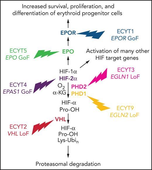 Mutations in genes encoding HIF pathway components cause familial ECYT. A gain-of-function (GoF) mutation in the EPO or EPOR gene causes isolated ECYT, whereas a loss-of-function (LoF) mutation in the EGLN1, EGLN2, or VHL gene or a GoF mutation in the EPAS1 gene causes ECYT as part of a syndrome resulting from global dysregulation of the HIF pathway.