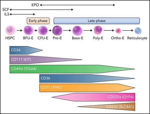 An overview of human erythropoiesis. The early phase refers to the expansion of erythroid progenitors and is primarily sustained by interleukin-3 (IL-3) and stem cell factor (SCF). The late phase is dedicated to the maturation of erythroid precursors up to enucleation and is sustained by erythropoietin (EPO), although SCF continues to play a role in erythroid precursor expansion early in this phase. Throughout erythroid differentiation, the expression pattern of some surface markers changes and allows tracking by flow cytometry. Baso-E, basophilic erythroblast; BFU-E, burst-forming unit erythroid; CFU-E, colony-forming unit erythroid; HSPC, hematopoietic stem and progenitor cell; Ortho-E, orthochromatic erythroblast; Poly-E, polychromatophilic erythroblast; Pro-E, proerythroblast. Professional illustration by Somersault18:24.