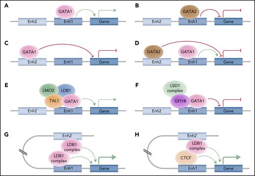 Models for control of erythroid gene expression by transcription factors and cis-regulatory elements. (A-B) The same cis-regulatory element can be bound by different TFs that exert antagonistic activities, such as GATA1and GATA2. (C) The same TF, such as GATA1, can either repress or activate gene expression, and this may depend, at least in part, on the distance of the cis-regulatory element to which it binds. (D) Different TFs, such as GATA2 and GATA1, can bind distinct cis-regulatory elements and control the same gene in an antagonistic manner. (E-F) The same TF, as exemplified by GATA1, can bind the same cis-regulatory element, but can display activating effects or inhibitory effects based on the recruitment of coactivators, such as the LDB1 complex, or corepressors, such as the GFI1B/LSD1 complex. These complexes help to activate or repress gene expression through epigenetic changes. (G-H) TFs can be modulated by long-range spatial interactions, bridging 2 distal enhancers through homo- or heterotypic interactions (with CTCF for instance) in a synergistic way. Professional illustration by Somersault18:24.