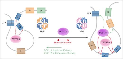 A model of fetal hemoglobin (Hb) regulation. The upstream enhancer locus control region (LCR) preferentially interacts with the γ-globin genes to produce the γ-globin chains that assemble with α-globin chains to constitute the heterotetrametric fetal Hb (left). At baseline, ZBTB7A represses the γ-globin genes and helps maintain globin chain balance.87 To switch from fetal to adult Hb, BCL11A and ZBTB7A independently repress the transcription of the γ-globin genes to favor the interaction between the LCR and the β-globin gene (right), producing β-globin chains that associate with α-globin chains in the definitive molecule. BCL11A requires both proximal promoter and long-range interactions to carry out its activity. Professional illustration by Somersault18:24.