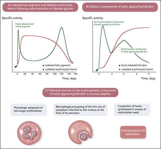 The origins of bilirubin in humans as studied using labeled glycine, a substrate for the biosynthesis of heme. The studies summarized in this figure were conducted decades ago but were of fundamental importance for developing the notion of ineffective erythropoiesis. (A) Physiologic sources of bilirubin. After administration of labeled glycine (arrow), 2 peaks of labeled bile pigment (stercobilin, which derives from bilirubin in the intestine) were detected: one, corresponding to 10% to 20% of total labeled pigment, in the first few days after administration of labeled glycine and the second one at approximately 120 days, at the time of maximal disappearance of labeled hemin. This is a schematic representation of the experiments performed by London et al.5 (B) Components of early appearing bilirubin after administration of labeled glycine (arrow): 2 distinct peaks are visible in normal subjects. The first one after 12 to 24 hours has been related to the catabolism of porphyrins and heme-containing proteins in the liver (nonerythropoietic component of early appearing bilirubin). The second one on days 3 to 5 has been related to the catabolism of heme in bone marrow erythroid precursors (erythropoietic component of early appearing bilirubin). This is a schematic representation of the experiments performed by Yamamoto et al.6 (C) Potential sources of the erythropoietic component of early appearing bilirubin. Apoptosis of late-stage erythroblasts that are not reached by sufficient amounts of Epo and processing of the thin rim of cytoplasm attached to the nucleus at the time of its extrusion can be considered physiologic ineffective erythropoiesis. Professional illustration by Somersault18:24.