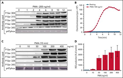 Kinetics and concentration-dependent effect of PMA on p47phox phosphorylation and ROS production in human neutrophils. (A) Human neutrophils (15 × 106/400 µL) were incubated with PMA (200 ng/mL) for different times and the reaction was stopped by denaturation with 100 µL hot Laemmli sample buffer (5×). Homogenates were subjected to SDS-PAGE and western blotting using different anti-phospho-p47phox antibodies: anti-phospho-Ser304, anti-phospho-Ser315, anti-phospho-Ser320, anti-phospho-Ser328, and anti-phospho-Ser-345 antibodies and anti-p47phox antibody. (B) Neutrophils (0.5 × 106/500 µL) were incubated in HBSS for 5 minutes in the presence of 10 µM luminol at 37°C then stimulated with PMA (100 ng/mL); ROS production was measured by luminol-amplified chemiluminescence over time. (C) Human neutrophils (15 × 106/400 µL) were incubated with different concentrations of PMA for 10 minutes and the reaction was stopped by denaturation with 100 µL hot Laemmli sample buffer (5×). Homogenates were subjected to SDS-PAGE and western blotting using the same antibodies as in panel A. (D) ROS production of neutrophils (0.5 × 106/500 µL in HBSS) was measured as in panel B. Experiments were repeated 3 times (n = 3, mean ± SEM).