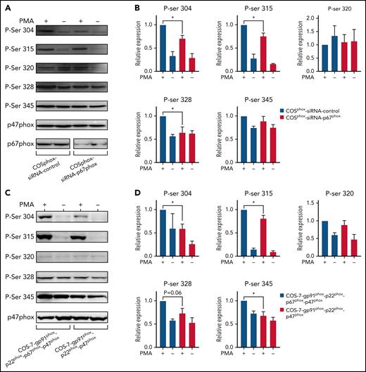 p67phox knockdown reduces the phosphorylation of p47phox and its expression increases this process in COSphox cell lines. (A) COSphox cells (expressing gp91phox, p22phox, p47phox, and p67phox) were transiently transfected with siRNA p67phox or scrambled siRNA as control. Forty-eight hours after transfection, cell homogenates were prepared and subjected to western blotting using anti-p47phox and anti-p67phox antibodies to verify the effect of siRNA-mediated knockdown (A; bottom) and with different anti-phospho-p47phox antibodies as indicated (A; top). Images shown are representative western blots from 3 independent experiments. (B) The NIH Image J software was used for densitometry analysis and the results expressed as mean ± SEM are shown (n = 3; *P < .05). (C) COS-7 cells were either transiently transfected with gp91phox cDNA in pEF-PGKpac and p22phox/p47phox/p67phox cDNA in pRK5 or transiently transfected with only gp91phox cDNA in pEF-PGKpac and p22phox/p47phox cDNA in pRK5. Twenty-four hours after transfection, the cells were stimulated with vehicle or PMA (200 ng/mL final) for 30 minutes. Cell homogenates were prepared and subjected to western blotting using different anti-phospho-p47phox antibodies, as indicated. (D) Images shown are representative western blots from 3 independent experiments. The NIH Image J software was used for densitometry analysis (n = 3; *P < .05).