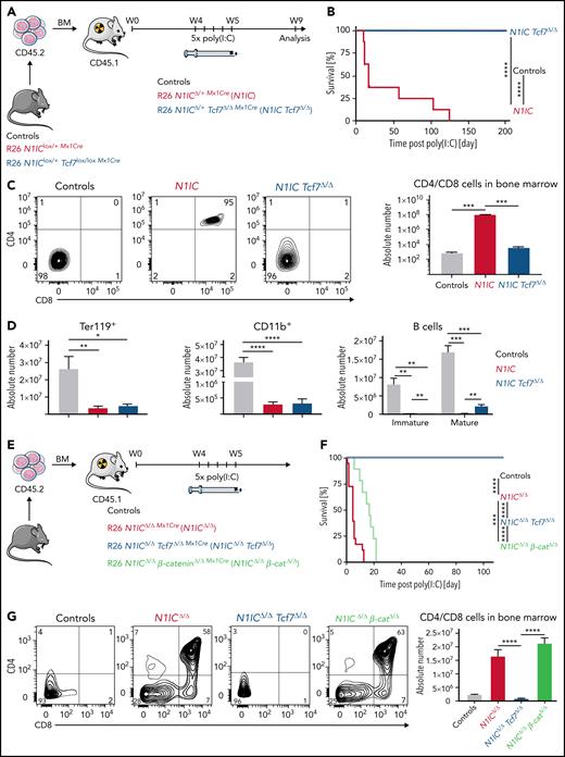 Initiation of Notch1-driven T-ALL is Tcf7-dependent. (A) Schematic representation of BM chimeras transplanted with the indicated genotypes: R26 N1IClox/+ or R26 N1IClox/+ Tcf7lox/lox (Controls, gray), R26 N1IClox/+Mx1Cre (N1IC, red), or R26 N1IClox/+ Tcf7lox/loxMx1Cre (N1IC Tcf7lox/lox, blue) and treatment schedule. (B) Kaplan-Meier survival plot of chimeras after last poly(I:C) injection. N1IC mice (n = 8), N1IC Tcf7Δ/Δ (n = 10), and Controls (n = 7) followed for 199 days. Log-rank (Mantel-Cox) test, ****P value < .0001. (C-D) Phenotypic flow cytometric analysis of transplanted (CD45.2+) and induced (eGFP+ for N1IC and N1IC Tcf7Δ/Δ) BM cells from Controls (n = 4), N1IC (n = 6), and N1IC Tcf7Δ/Δ (n = 5). Quantification of absolute numbers is shown for T cells, erythroid cells, myeloid cells, and B cells. Data are represented as mean ± standard error of the mean (SEM). Unpaired t-test, *P value < .05; **P value < .01; ***P value < .001; ****P value < .0001. (E) Schematic representation of BM chimeras with Controls (gray, n = 3), R26 N1IClox/lox Mx1Cre (N1ICΔ/Δ, red, n = 18), R26 N1IClox/lox Tcf7lox/lox Mx1Cre (N1ICΔ/Δ Tcf7Δ/Δ, blue, n = 15), and R26 N1IClox/lox β-cateninlox/lox Mx1Cre (N1ICΔ/Δ β-cateninΔ/Δ, light green, n = 9) mice. (F) Kaplan-Meier survival analysis of transplanted mice after last poly(I:C) injection and followed for 115 days. Log-rank (Mantel-Cox) test, ***P value < .001; ****P value < .0001. (G) Phenotypic flow cytometric analysis of transplanted (CD45.2+) and induced (eGFP+ for N1ICΔ/Δ, N1ICΔ/Δ Tcf7Δ/Δ, and N1ICΔ/Δ β-cateninΔ/Δ) BM. Panels on the left depict representative plots of CD4 and CD8 T cells with quantification of absolute numbers on the right. Data are represented as mean ± SEM. Unpaired t-test, ****P value < .0001.
