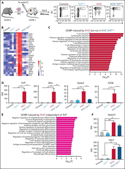 Tcf7 regulates the expression of genetic T cell signature in BM progenitors in response to oncogenic Notch1. (A) Experimental setup: induced CD45.2+ BM cells from Controls (black, n = 3), Tcf7Δ/Δ (light blue, n = 3), N1IC (red, n = 3), or N1IC Tcf7Δ/Δ (blue, n = 3) mice were FACS purified for lineage-, cKit+ (CD117+), and Sca1+ BM progenitors (LSK) for RNA-seq analysis. Representative flow cytometric plots are shown. (B) Heatmap depicting regulated genes in N1IC vs Controls (FDR <0.05, −1.5 > FC > 2) from gene ontology (GO) T cell activation collection, shown for all experimental groups. (C) Enrichment of biological pathways from GO biological process (GOBP) collection in genes with induced expression by N1IC and Tcf7 from RNA-seq on LSK cells. Top 20 pathways are shown. P values were calculated with Fisher's exact test. (D) Expression of investigated genes measured as TPM (transcripts per kilobase million) with induced expression by N1IC and Tcf7 from RNA-seq on LSK cells. Barplots from left to right of each graph: Controls, Tcf7Δ/Δ, N1IC, and N1IC Tcf7Δ/Δ. Data are represented as mean ± standard error of the mean (SEM). One-way ANOVA, *P value < .05; **P value < .01; ***P value < .001. (E) Enrichment of biological pathways from GOBP collection in genes with induced expression by N1IC and independent of Tcf7 from RNA-seq on LSK cells. Top 20 pathways are shown. P values were calculated with Fisher's exact test. (F) Expression of investigated genes measured as TPM with induced expression by N1IC and independent of Tcf7 from RNA-seq on LSK cells. Barplots from left to right of each graph: Controls, Tcf7Δ/Δ, N1IC, and N1IC Tcf7Δ/Δ. Data are represented as mean ± SEM. One-way ANOVA, **P value < .01; ***P value < .001.