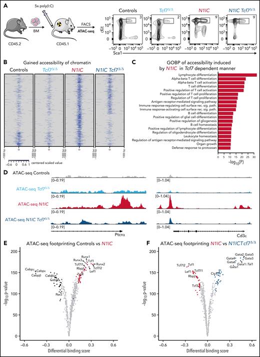 Notch1 and Tcf1 epigenetically establish T-lineage specification in early BM progenitors. (A) Induced CD45.2+ BM cells from Controls (black, n = 3), Tcf7Δ/Δ (light blue, n = 3), N1IC (red, n = 3), or N1IC Tcf7Δ/Δ (blue, n = 3) mice were FACS purified for lineage-, cKit+ (CD117), and Sca1+ BM progenitors (LSK) for ATAC-seq analysis. Characteristic flow cytometric plots are shown. (B) Heatmap depicting all regulated genomic loci in comparison N1IC vs Controls and then used as a reference and compared with N1IC Tcf7Δ/Δ (FDR < 0.01) for ATAC-seq called and centered peaks, shown for all experimental groups. Color scale for centered values is shown below the heatmap. (C) Enrichment of biological pathways from gene ontology biological process (GOBP) collection in genes with induced proximal accessibility by N1IC and Tcf7. Top 20 pathways are shown from ontologies with a fold enrichment >2 and FDR <0.05. P values were calculated with Fisher's exact test. (D) Integrative genomics viewer chromatin accessibility profiles for all experimental groups are shown at the promoter of Ptcrα and for Cd3ε. Tracks were group-scaled. Schematic representation of genetic loci is depicted below the profiles. (E-F) Footprint analysis for transcription factors binding regulated by (E) N1IC vs Controls and (F) N1IC vs N1IC Tcf7Δ/Δ.