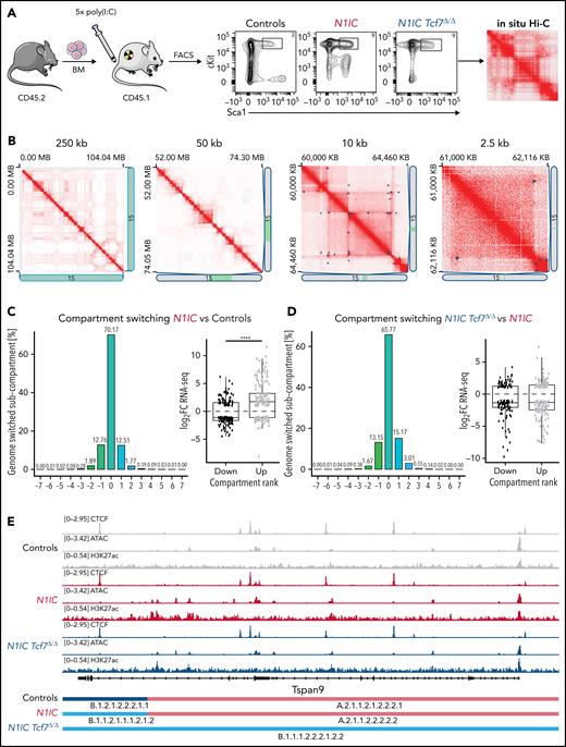 Notch1 and Tcf1 regulate 3D organization of chromatin compartments and domains. (A) Induced CD45.2+ BM cells from Controls (black, n = 2), N1IC (red, n = 2), or N1IC Tcf7Δ/Δ (blue, n = 2) mice were FACS purified for lineage-, cKit+ (CD117), and Sca1+ BM progenitors (LSK) and processed for in situ Hi-C analysis. Characteristic flow cytometric plots are shown. (B) Juicebox-generated contact matrices from chromosome 15: whole chromosome, at 250 kb resolution (far left); 50 kb resolution (middle left); chromatin domains at 10 kb resolution (middle right); chromatin loops (blue squares) at highest resolution of 2.5 kb (far right) shown for Controls. The 1D regions corresponding to a contact matrix are indicated in the diagrams below and right. The intensity of each pixel represents the normalized number of contacts between a pair of loci. Maximum intensity: 1350, 293, 20, 3 (from left to right). (C-D) Chromatin subcompartment switching between (C) Controls vs N1IC and (D) N1IC Tcf7Δ/Δ vs N1IC (left panels). X-axis indicates the number and direction of subcompartments switching: stable (0), toward active (+), and toward inactive (−). Association with gene expression differences (FDR < 0.1) for genes within dynamic compartments is shown in right panels. Unpaired Wilcoxon test, ****P value < .0001. (E) IGV CCCTC-Binding Factor (CTCF), chromatin accessibility, and H3K27ac profiles for all experimental groups shown for Tspan9. Tracks were group-scaled. Schematic representation of genetic loci is depicted below the profiles. Compartment tracks identified by Calder are shown at the bottom for all experimental conditions. (F) Quantitative comparison of identified TAD boundary changes differential, nondifferential, and shifted (nonoverlapping) in comparison N1IC vs Controls and N1IC vs N1IC Tcf7Δ/Δ. (G) Proportion of TAD boundary changes classified into 5 categories for all comparisons as indicated. (H) Schematic depiction of Notch1- and Tcf1-dependent TAD regulating the expression of Grap2 gene. Hi-C matrix at 10 kb resolution is shown on top, TopDom and TADCompare analyzed TAD with differential boundary is shown below (highlighted in red) together with boundary score visualization. IGV profiles for CTCF and ATAC-seq are shown for N1IC LSKs. Tracks were group-scaled. Representation of genetic loci is depicted below the tracks.