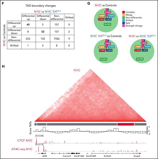 Notch1 and Tcf1 regulate 3D organization of chromatin compartments and domains. (A) Induced CD45.2+ BM cells from Controls (black, n = 2), N1IC (red, n = 2), or N1IC Tcf7Δ/Δ (blue, n = 2) mice were FACS purified for lineage-, cKit+ (CD117), and Sca1+ BM progenitors (LSK) and processed for in situ Hi-C analysis. Characteristic flow cytometric plots are shown. (B) Juicebox-generated contact matrices from chromosome 15: whole chromosome, at 250 kb resolution (far left); 50 kb resolution (middle left); chromatin domains at 10 kb resolution (middle right); chromatin loops (blue squares) at highest resolution of 2.5 kb (far right) shown for Controls. The 1D regions corresponding to a contact matrix are indicated in the diagrams below and right. The intensity of each pixel represents the normalized number of contacts between a pair of loci. Maximum intensity: 1350, 293, 20, 3 (from left to right). (C-D) Chromatin subcompartment switching between (C) Controls vs N1IC and (D) N1IC Tcf7Δ/Δ vs N1IC (left panels). X-axis indicates the number and direction of subcompartments switching: stable (0), toward active (+), and toward inactive (−). Association with gene expression differences (FDR < 0.1) for genes within dynamic compartments is shown in right panels. Unpaired Wilcoxon test, ****P value < .0001. (E) IGV CCCTC-Binding Factor (CTCF), chromatin accessibility, and H3K27ac profiles for all experimental groups shown for Tspan9. Tracks were group-scaled. Schematic representation of genetic loci is depicted below the profiles. Compartment tracks identified by Calder are shown at the bottom for all experimental conditions. (F) Quantitative comparison of identified TAD boundary changes differential, nondifferential, and shifted (nonoverlapping) in comparison N1IC vs Controls and N1IC vs N1IC Tcf7Δ/Δ. (G) Proportion of TAD boundary changes classified into 5 categories for all comparisons as indicated. (H) Schematic depiction of Notch1- and Tcf1-dependent TAD regulating the expression of Grap2 gene. Hi-C matrix at 10 kb resolution is shown on top, TopDom and TADCompare analyzed TAD with differential boundary is shown below (highlighted in red) together with boundary score visualization. IGV profiles for CTCF and ATAC-seq are shown for N1IC LSKs. Tracks were group-scaled. Representation of genetic loci is depicted below the tracks.