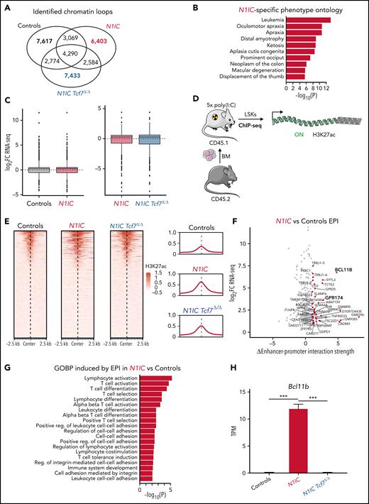 Chromatin looping and activation status of regulatory elements are Notch1- and Tcf1-dependent. (A) Three-way quantitative comparison of identified chromatin loops for condition-specific and shared loops for Controls, N1IC, and N1IC Tcf7Δ/Δ. (B) Overrepresentation analysis (ORA) for N1IC-specific loop-associated genes for phenotype catalog. Top 10 pathways are shown. P values were calculated with Fisher's exact test. (C) Association of gene expression differences (adjusted P value ≤ .05) for genes within dynamic condition-specific loops (from panel A). Left and right panels show log2 fold-change for condition-specific loop-associated genes from RNA-seq analysis. (D) Induced CD45.2+ BM cells from Controls (black, n = 3), N1IC (red, n = 3), or N1IC Tcf7Δ/Δ (blue, n = 3) mice were FACS purified for lineage-, cKit+ (CD117), and Sca1+ BM progenitors (LSK) for histone mark ChIP-seq analysis with H3K27ac antibody. (E) H3K27ac ChIP-seq signal at the non-TSS loop anchor. Shown at 5 kb windows around the center of a peak or loop anchor. Enrichment for H3K27ac is scaled. Quantification of the global signal for non-TSS loop anchors is depicted on the right. Data are shown from left to right for Controls, N1IC, and N1IC Tcf7Δ/Δ. (F) Gene-annotated scatterplot for differential EPI (x-axis) for differentially expressed genes (log2FC, y-axis) in comparison N1IC vs Controls. Dots for genes with differential EPI >1 are shown in red. (G) ORA for genes with differential EPI in comparison N1IC vs Controls for gene ontology biological processes (GOBP) catalog. Top 20 pathways are shown. P values were calculated with Fisher's exact test. (H) Expression of Bcl11b measured as transcripts per million (TPM) from RNA-seq on LSK cells. Data are represented as mean ± standard error of the mean. One-way ANOVA, ***P value < .001. (I) Representation of 5 kb interacting regions between the indicated genomic coordinates color-coded based on their EPI strength value (top). Identified enhancer (gray line) and promoter (yellow line) interaction is enlarged in the top left corner. Integrative genomics viewer CTCF, chromatin accessibility, and H3K27ac profiles are shown for all experimental conditions (bottom). Tracks were group-scaled. Schematic representation of genetic loci is depicted below the profiles.