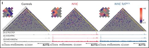 Chromatin looping and activation status of regulatory elements are Notch1- and Tcf1-dependent. (A) Three-way quantitative comparison of identified chromatin loops for condition-specific and shared loops for Controls, N1IC, and N1IC Tcf7Δ/Δ. (B) Overrepresentation analysis (ORA) for N1IC-specific loop-associated genes for phenotype catalog. Top 10 pathways are shown. P values were calculated with Fisher's exact test. (C) Association of gene expression differences (adjusted P value ≤ .05) for genes within dynamic condition-specific loops (from panel A). Left and right panels show log2 fold-change for condition-specific loop-associated genes from RNA-seq analysis. (D) Induced CD45.2+ BM cells from Controls (black, n = 3), N1IC (red, n = 3), or N1IC Tcf7Δ/Δ (blue, n = 3) mice were FACS purified for lineage-, cKit+ (CD117), and Sca1+ BM progenitors (LSK) for histone mark ChIP-seq analysis with H3K27ac antibody. (E) H3K27ac ChIP-seq signal at the non-TSS loop anchor. Shown at 5 kb windows around the center of a peak or loop anchor. Enrichment for H3K27ac is scaled. Quantification of the global signal for non-TSS loop anchors is depicted on the right. Data are shown from left to right for Controls, N1IC, and N1IC Tcf7Δ/Δ. (F) Gene-annotated scatterplot for differential EPI (x-axis) for differentially expressed genes (log2FC, y-axis) in comparison N1IC vs Controls. Dots for genes with differential EPI >1 are shown in red. (G) ORA for genes with differential EPI in comparison N1IC vs Controls for gene ontology biological processes (GOBP) catalog. Top 20 pathways are shown. P values were calculated with Fisher's exact test. (H) Expression of Bcl11b measured as transcripts per million (TPM) from RNA-seq on LSK cells. Data are represented as mean ± standard error of the mean. One-way ANOVA, ***P value < .001. (I) Representation of 5 kb interacting regions between the indicated genomic coordinates color-coded based on their EPI strength value (top). Identified enhancer (gray line) and promoter (yellow line) interaction is enlarged in the top left corner. Integrative genomics viewer CTCF, chromatin accessibility, and H3K27ac profiles are shown for all experimental conditions (bottom). Tracks were group-scaled. Schematic representation of genetic loci is depicted below the profiles.