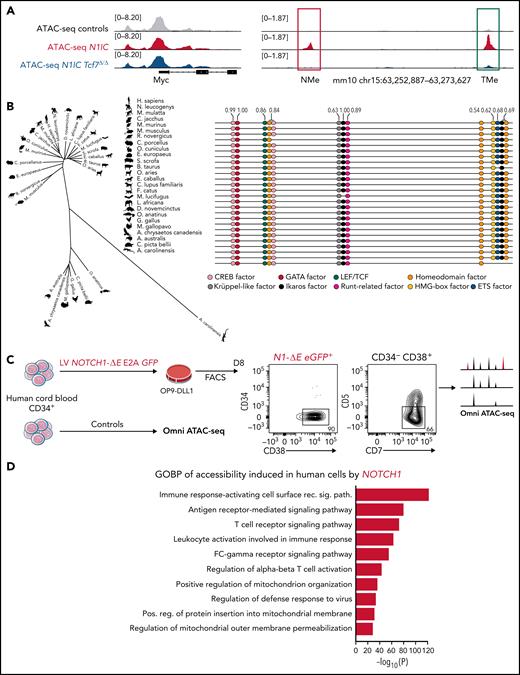 Tcf1 exerts a crucial regulatory function within distal Myc enhancers. (A) Integrative genomics viewer (IGV) profiles for Controls, N1IC, and N1IC Tcf7Δ/Δ from ATAC-seq analysis performed on sorted murine LSKs for Myc promoter (left panel), NMe (red), and TMe (green) (right panel). Tracks were group-scaled. Schematic representation of genetic loci is depicted below the profiles. (B) TMe evolutionary conservation tree (left panel) and predicted ultraconserved transcription factor binding motifs in the TMe sequence (right panel). PhastCons conservation scores are indicated above the sites (score >0.5). (C) Schematic representation of lentiviral (LV) overexpression experiment using CD34+ human CB cells transduced with LV overexpressing NOTCH1 (red, n = 2). Cells were used for ATAC-seq analysis. ATAC-seq (GSM4743251 and GSM4743252) data sets from CD34+ human CB cells were used as Controls. (D) Enrichment of biological pathways from GO biological process collection in genes with induced proximal accessibility by human NOTCH1 and Controls CD34+ human CB cells. Top 10 pathways are shown from ontologies with an FDR ≤ 0.01. P values were calculated with Fisher's exact test. (E) TOBIAS footprint analysis NOTCH1 vs Controls. Pathway enrichment analysis from KEGG pathway catalog regulated by TCF1-confirmed footprint. Top 5 pathways are shown with corresponding FDR. The panel below represents IGV chromatin accessibility profiles for both experimental groups shown for IL2RΑ. Tracks were group-scaled; scaling is shown in the top left corner. Schematic representation of genetic loci is depicted below the profiles together with footprint analysis at TCF1-binding motif. (F) IGV chromatin accessibility profiles for TMe in human NOTCH1 and Controls CD34+ human CB cells. Tracks were group-scaled. (G) Flow cytometric-based analysis of intracellular TCF1 levels in NOTCH1 (red) and Controls (gray) CD34+ human CB cells.