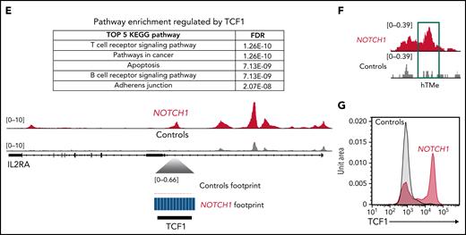 Tcf1 exerts a crucial regulatory function within distal Myc enhancers. (A) Integrative genomics viewer (IGV) profiles for Controls, N1IC, and N1IC Tcf7Δ/Δ from ATAC-seq analysis performed on sorted murine LSKs for Myc promoter (left panel), NMe (red), and TMe (green) (right panel). Tracks were group-scaled. Schematic representation of genetic loci is depicted below the profiles. (B) TMe evolutionary conservation tree (left panel) and predicted ultraconserved transcription factor binding motifs in the TMe sequence (right panel). PhastCons conservation scores are indicated above the sites (score >0.5). (C) Schematic representation of lentiviral (LV) overexpression experiment using CD34+ human CB cells transduced with LV overexpressing NOTCH1 (red, n = 2). Cells were used for ATAC-seq analysis. ATAC-seq (GSM4743251 and GSM4743252) data sets from CD34+ human CB cells were used as Controls. (D) Enrichment of biological pathways from GO biological process collection in genes with induced proximal accessibility by human NOTCH1 and Controls CD34+ human CB cells. Top 10 pathways are shown from ontologies with an FDR ≤ 0.01. P values were calculated with Fisher's exact test. (E) TOBIAS footprint analysis NOTCH1 vs Controls. Pathway enrichment analysis from KEGG pathway catalog regulated by TCF1-confirmed footprint. Top 5 pathways are shown with corresponding FDR. The panel below represents IGV chromatin accessibility profiles for both experimental groups shown for IL2RΑ. Tracks were group-scaled; scaling is shown in the top left corner. Schematic representation of genetic loci is depicted below the profiles together with footprint analysis at TCF1-binding motif. (F) IGV chromatin accessibility profiles for TMe in human NOTCH1 and Controls CD34+ human CB cells. Tracks were group-scaled. (G) Flow cytometric-based analysis of intracellular TCF1 levels in NOTCH1 (red) and Controls (gray) CD34+ human CB cells.