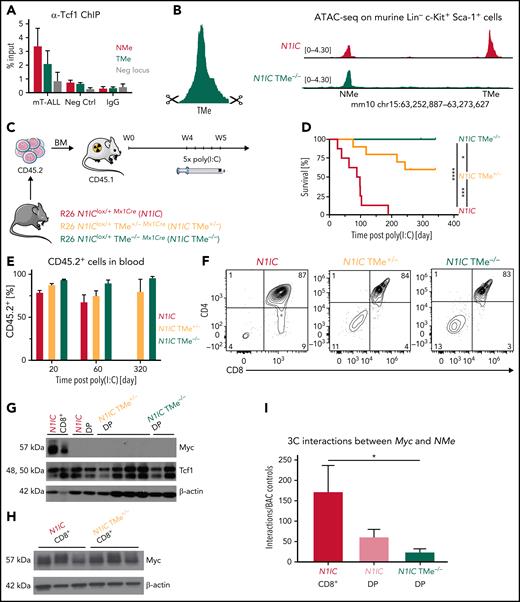 TMe enhancer site is essential for T-ALL initiation. (A) ChIP-qPCR analysis for Tcf1 binding in murine T-ALL (mT-ALL, n = 3), wild type LSKs (Neg Ctrl, n = 3) and IgG Controls (n = 2) at NMe (each left bar, red) and TMe (each right bar, green). Data are represented as mean ± standard error of the mean (SEM). (B) Genomic localization of TMe in mm10, depicting the strategy for deletion of genomic element. Integrative genomics viewer profiles for N1IC (top, red, n = 3) and N1IC TMe−/− (bottom, green, n = 3) showing chromatin accessibility from ATAC-seq analysis on sorted LSKs. Tracks were group-scaled, scaling is shown in the top left corner. (C) Schematic representation of BM chimeras R26 N1IClox/+Mx1Cre (N1IC), R26 N1IClox/+ TMe+/−Mx1Cre (N1IC TMe+/−), and R26 N1IClox/+ TMe−/−Mx1Cre (N1IC TMe−/−) mice. (D) Kaplan-Meier survival analysis of transplanted mice after last poly(I:C) injection. N1IC mice (red, n = 8), N1IC TMe+/− (orange, n = 10), and N1IC TMe−/− (green, n = 11) were followed for 341 days post poly(I:C) injection. Log-rank (Mantel-Cox) test, *P value < .05; ***P value < .001; ****P value < .0001. (E) Relative percentages of CD45.2+ transplanted cells in peripheral blood of N1IC mice (red, n = 12), N1IC TMe+/− (orange, n = 11), and N1IC TMe−/− (green, n = 12), post poly(I:C) injection. Timepoints are indicated below the graph. Data are represented as mean ± SEM. (F) Flow cytometric-based phenotypic analysis of transplanted (CD45.2+) and induced (eGFP+) BM cells. Plots depict representative profiles from N1IC mouse T-ALL midstage progression (red), N1IC TMe+/− at the endpoint (orange), and N1IC TMe−/− at the endpoint (green). (G) Total protein analysis by western blot for Myc, Tcf1, and β-actin on FACS purified T cells from BM of experimental groups: N1IC CD8+ (n = 2), N1IC DP (CD4+CD8+, n = 2), N1IC TMe+/− DP (CD4+CD8+, n = 4), and N1IC TMe−/− DP (CD4+CD8+, n = 2), as indicated. (H) Total protein analysis by western blot for Myc and β-actin on FACS purified T cell blasts from BM of experimental groups: N1IC CD8+ (n = 3) and N1IC TMe+/− CD8+ (n = 3), as indicated. (I) 3C-qPCR analysis for interactions between Myc promoter and NMe on FACS purified T cells from BM of experimental groups: N1IC CD8+ (n = 3), N1IC DP (n = 3), N1IC TMe−/− DP (n = 3). Bacterial artificial chromosome (BAC) clones spanning the region of interest were used as negative control. Data are represented as mean ± SEM. Unpaired t-test, *P value < .05.