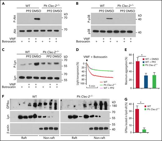CLEC-2 deficiency impairs GPIbα signaling. (A) Akt, (B) p38 MAPK, and (C) Lyn activation in platelets stimulated with human plasma VWF and botrocetin, which facilitates VWF binding to GPIbα. Washed platelets were preincubated with dimethyl sulfoxide (DMSO) or 10 μM of PP2, an inhibitor of Src family kinases, at room temperature for 30 minutes and then stimulated with 2 μg/mL of botrocetin with or without 10 μg/mL of VWF for 5 minutes. Then platelets were lysed, and activation of Akt and p38MAPK was analyzed by western blotting. P-Akt, P-p38, and P-Lyn are the activated kinases. (D) Aggregation of PP2-treated platelets in response to botrocetin and VWF. Washed platelets were pretreated with DMSO or 10 μM of PP2 at room temperature for 30 minutes, and then aggregation of WT and CLEC-2–deficient platelets in response to botrocetin and VWF was observed. (E) Quantification of platelet aggregation shown in (D). (F) Flotation assay of lipid raft localization of GPIbα. Washed platelets were lysed with 1% triton X-100, and the lysate was applied to the top of 5% to 40% gradient of Optiprep. After centrifugation, the distribution of GPIbα, Lyn, and β actin in fractions from top to bottom of the gradient was analyzed by western blot. (G) Quantification of GPIbα that located in lipid rafts shown in (F). The data are representative of 5 independent experiments.