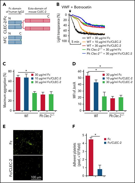 The extracellular domain of CLEC-2 is required for GPIbα-mediated platelet activation. (A) Schematic for the construction of a chimeric CLEC-2 that fused human IgG Fc with the CLEC-2 extracellular domain (CLEC-2/FC). hFC, human IgG Fc control; N, N-terminus; C, C-terminus. (B) Recombinant CLEC-2 inhibited VWF-induced platelet aggregation. Washed WT platelets were pretreated with Fc or CLEC-2/Fc at 37°C for 1 hour, and aggregation of platelets in response of human plasma VWF was measured. (C) Quantification of platelet aggregation shown in (B). (D) Activation of integrin αIIbβ3 on CLEC-2/Fc-treated platelets. Washed WT platelets were pretreated with Fc or CLEC-2/Fc at room temperature for 1 hour and then treated with VWF in the presence of botrocetin for 5 minutes at 37°C. Then, integrin αIIbβ3 activation was measured with antibody Jon/A by flow cytometry. (E) Recombinant CLEC-2 inhibited platelet aggregation on immobilized VWF under flow. WT platelets were preincubated with Fc or CLEC-2/Fc (30 μg/mL) for 1 hour at 37°C and were then perfused over plates coated with VWF from human plasma (100 μg/mL) at 10 dyne/cm2 for 10 minutes. Adherent platelets were fixed with 2% PFA and stained with anti-mouse CD41, followed by Alexa 488-conjugated secondary antibodies. Representative images were presented. (F) Quantification of aggregated platelets shown in (E). The data are representative of 3 independent experiments and represent mean ± SD. *P < .05.
