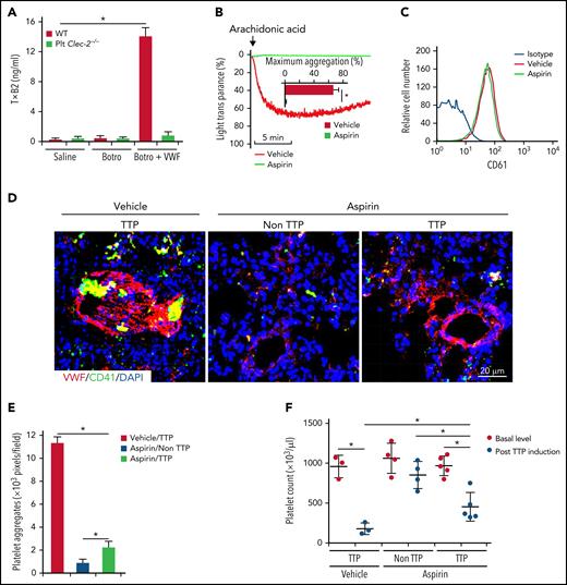 Inhibition of platelet activation by aspirin reduces thrombus formation in a mouse model of TTP. (A) Enzyme-linked immunosorbent assay analysis of TxA2 release from platelets. Washed platelets were treated with saline or botrocetin in the presence or absence of VWF for 7 minutes at 37°C, and released TxA2 was measured by detecting TxB2, a stable metabolite of TxA2, in the supernatant. TTP in WT mice was induced by injection of antibodies to ADAMTS13 and plasma VWF. Aspirin (5 mg/kg, body weight) was given 3 days before VWF administration through oral gavage, twice a day, until the end of the experiment. In mice without TTP, VWF was not administrated after antibody injection. At 24 hours after TTP induction with VWF, mice were euthanized and platelet count in blood and thrombus formation in lung were analyzed. (B) Aggregation of platelets from mice fed with the vehicle or aspirin. Platelet-rich plasma from mice treated with the vehicle control or aspirin was stimulated with arachidonic acids (500 μg/mL), and aggregation was monitored. Quantification of aggregation was inserted inside the figure. (C) Flow cytometry analysis of surface expression of CD61 on platelets from mice treated with the vehicle or aspirin. (D) Representative immunofluorescence images of thrombi in lungs of saline- and aspirin-treated mice with TTP. (E) Quantification of thrombus formation in lung shown in (D). Quantification of the pixels of CD41-positive areas in each field of images. (F) Platelet counts in mice with TTP. Platelet counts in mice at 7 days before experiments (basal level) and at 24 hours after induction of TTP were quantified. Each dot represented a datum from 1 mouse. The data are representative of 5 independent experiments, and data represent mean ± SD. *P < .05.