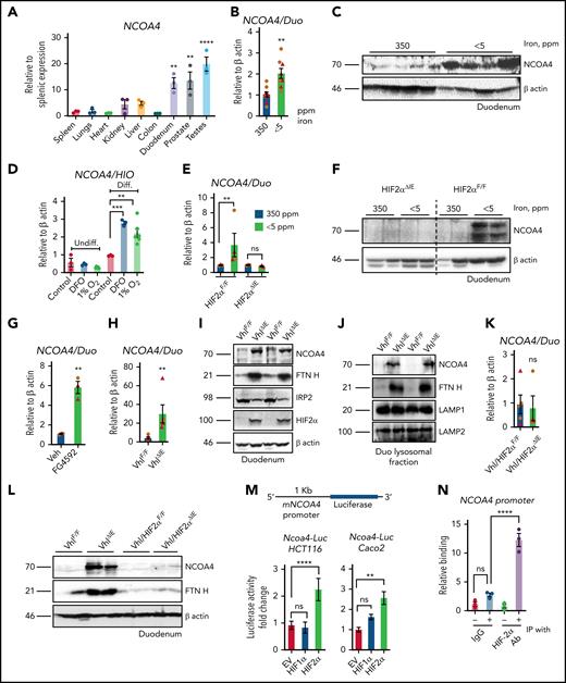 Intestinal NCOA4 is a HIF2α target gene. (A) NCOA4 gene expression analysis by quantitative polymerase chain reaction (qPCR) in mouse tissues; data were normalized to β-actin values, followed by fold change comparison with splenic NCOA4 expression. Wild-type mice were treated with 350- or <5-ppm iron diets for 2 weeks, followed by duodenal NCOA4 gene expression (B) and western blot analysis (C). (D) NCOA4 gene expression analysis in undifferentiated (Undiff.) and differentiated (Diff.) human intestinal organoids treated with deferoxamine (DFO), 100 μM or 1% O2 for 16 hours. Wild-type (HIF2αF/F) and intestine-specific HIF2α (HIF2αΔIE) KO mice were treated with 350- or <5-ppm iron diets for 2 weeks, followed by duodenal NCOA4 gene expression (E) and western analysis (F). Duodenal NCOA4 gene expression in vehicle (phosphate-buffered saline) or FG4592-treated mice (G), and wild-type (VhlF/F) or intestine-specific Vhl KO (VhlΔIE) mice (H). (I) Duodenal NCOA4, FTN H, IRP2, and HIF2α western blot analysis in VhlF/F and VhlΔIE mice. (J) Duodenal NCOA4 and FTN H western analysis in VhlF/F and VhlΔIE mice from lysosomal fraction. Duodenal NCOA4 gene expression analysis (K), and duodenal NCOA4 and FTN H western analysis (L) in wild-type (Vhl/HIF2αF/F) and intestine-specific Vhl-HIF2α double-KO (Vhl/HIF2αΔIE) mice. (M) NCOA4 promoter analysis by luciferase assay in HCT116 and Caco-2 cells cotransfected with empty vector (EV), HIF-1α, or HIF-2α. (N) Chromatin immunoprecipitation (IP) assay in the VhlΔIE duodenal epithelial cells relative to normal anti-rabbit IgG. Mice were 4 to 6 weeks old. Female (brown circles); male (red triangles). All data are mean ± standard error of the mean. *P < .05; **P < .01; ***P < .001; ****P < .0001.