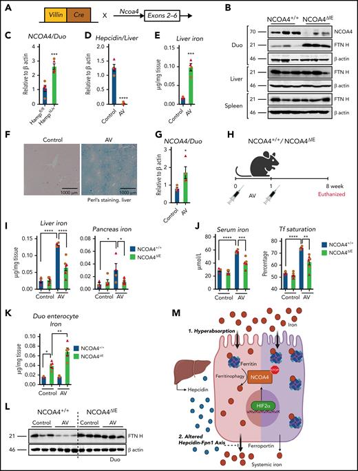 Intestine-specific NCOA4 KO mice are protected from systemic iron overload. (A) Schematic depicting the generation of the intestine-specific NCOA4KO (NCOA4ΔIE) mouse line. (B) Western analysis in the wild-type and NCOA4ΔIE mice in the duodenum, liver, and spleen. (C) Duodenal NCOA4 gene expression analysis in wild-type vs NCOA4ΔLiv mice. Characterization of mice treated with vehicle or AV (adenovirus harboring CRISP R-hepcidin guide RNA construct) by assessment for hepatic hepcidin gene expression (D), tissue iron quantification (E), Perl's Prussian blue staining (F), and duodenal NCOA4 gene expression (G). (H) Schematic of AV treatment in NCOA4ΔIE and wild-type littermates. Hepatic and pancreatic iron (I), serum iron and transferrin (Tf) saturation (J), duodenal enterocyte iron (K), and duodenal FTN H western analyses (L) in the NCOA4ΔIE and wild-type mice after AV-induced disruption of hepcidin. (M) Schematic of HIF2α/NCOA4 ferritinophagy axis in conditions of intestinal iron hyperabsorption and altered hepcidin-Fpn1 axis, showing active NCOA4-mediated ferritin breakdown facilitates systemic iron loading (left, pink) and how intestine-specific silencing of NCOA4 attenuates it (right, purple). Mice were 4 to 6 weeks of age. Female, brown circles; male, red triangles. All data are mean ± standard error of the mean. *P < .05; **P < .01; P < .001; P < .0001.
