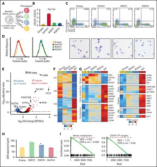 Rescue with GATA1 WT improves erythroid differentiation and gene expression in primary R307C cells. (A) Schematic of primary cell rescue experiment. Indicated expression vectors were introduced to R307C patient bone marrow (BM) mononuclear (MNC) or healthy donor cells via lentiviral integration followed by in vitro culture. (B) Ratio of CD235+/CD235− cells as determined by flow cytometry of R307C cells transduced with indicated expression constructs after 5 days postinfection (pi). Error bars represent 1 standard error of the mean. (C) Flow cytometric plots (top row) of CD11b/CD41a and CD235a surface marker–stained populations and images of May-Grünwald-Giemsa–stained cytospin preparations (bottom row; ×63 original magnification) of R307C cells transduced with indicated expression constructs after 5 days pi. (D) Histogram plots of forward scatter of R307C cells transduced with indicated expression constructs assessed after 5 days pi. (E) Volcano plot showing differentially expressed genes comparing R307C cells transduced with mutant (R307C/H) with GATA1 WT–expressing vectors. Selected genes are indicated. Two replicates for GATA1 WT and all 4 mutant replicates were pooled for this analysis. (F) Heatmap showing results of k-means clustering of differentially expressed genes of in vitro cultured R307C patient cells transduced with indicated GATA1 constructs. Results of 2 replicates for each construct were pooled for this analysis. Color bar: z-scored expression. (G) z-score–transformed expression abundances based on RNA-seq for indicated GATA1 genotypes and selected genes with associated biological functions. Individual replicate results are depicted in the heatmap (2 per construct). (H) Bar graph showing ADA messenger RNA expression levels for indicated GATA1 genotypes. Individual replicates results are shown (dots; 2 replicates per construct). (I) Gene set enrichment analyses for indicated gene sets for differential expression analysis comparing R307C cells transduced with mutant and GATA1 WT. Two replicates for GATA1 WT and all 4 mutant replicates were pooled for this analysis. cpm, count per million; FDR, false discovery rate; Mb, metabolism; NES, normalized enrichment score; Tx, transcription.