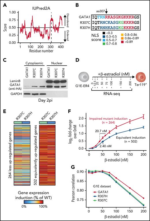 Localization of R307C/H in an IDR with a role in nuclear localization and GATA1 dosage-dependent target gene expression. (A) Computational prediction of IDRs across the full GATA1 protein using the indicated algorithm. The dotted line represents the R307 residue. Predictions from 5 additional algorithms also all indicate that the residue is part of a disordered domain (supplemental Figure 4A). (B) Nuclear localization signal annotation and score for amino acid (aa) sequences in R307C/H mutants and GATA1 WT. (C) Western blot of cytoplasmic and nuclear fractions of G1E cells expressing indicated GATA1 constructs at day 2 postinfection (pi). Glyceraldehyde-3-phosphate dehydrogenase (GAPDH) and LaminB were used as cytoplasmic and nuclear markers to validate purity of fractionation. (D) Schematic of experiment. G1E-ER4 cells were incubated with increasing β-estradiol concentrations to titrate GATA1 nuclear translocation, transcriptional activity, and erythroid differentiation as measured by Ter119+ surface marker expression and RNA-seq. (E) Depiction of 2 gene sets with impaired (left; n = 264) and equivalent (right; n = 502) induction of gene expression in R307C/H mutant compared with GATA1 WT transduced G1E cells (from Figure 3). Color bar: gene expression induction (percentage of GATA1 WT). (F) Log2 fold change (FC) for each gene set as in panel E is shown for each β-estradiol–dependent RNA-seq sample from panel D. Error bars represent 1 standard error of the mean. Annotated points indicate the equivalent β-estradiol concentration representing the log2 FC for each gene set as observed in R307C/H and GATA1 WT transduced G1E cells as in panel E and Figure 3. (G) Correlation of gene expression profiles for R307C/H and GATA1 WT transduced G1E cells compared with variable β-estradiol level–treated G1E-ER4 cells. The mean Pearson correlation per population is shown. NLS, nuclear localization signal.