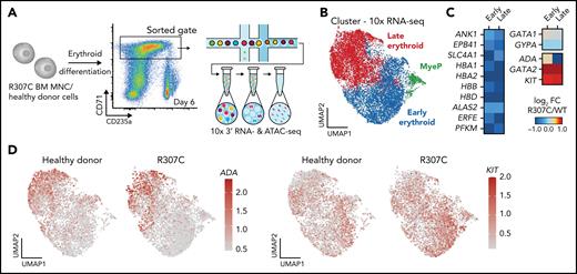 Altered gene expression and chromatin accessibility in R307C GATA1 mutant primary hematopoietic cells. (A) Schematic of experiment. In vitro cultured bone marrow–derived R307C cells and healthy donor cells were sorted using the indicated gate at day 6 of culture for 10× single-cell RNA-seq and single-cell ATAC-seq processing. (B) Uniform manifold approximation and projection (UMAP) depicting myeloid progenitor (MyeP) and early and late erythroid compartments based on single-cell RNA-seq expression data. Healthy donor and R307C cells are jointly embedded, compared with supplemental Figure 6A. (C) Heatmap showing log2 fold change (FC; R307C/WT) of the expression of select genes as determined by single-cell RNA-seq analysis for indicated genes and cell cluster, compared with panel B. (D) UMAP as in panel B depicting ADA (left) and KIT (right) expression resolved by donor ID. BM, bone marrow; FC, fold change; MNC, mononuclear cell.