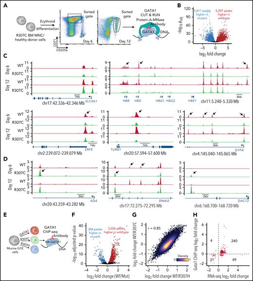 Altered fidelity of GATA1 mutant chromatin occupancy in primary hematopoietic and G1E cells. (A) Schematic of experiment. In vitro cultured bone marrow (BM)–derived R307C cells and healthy donor cells were sorted using indicated gates at day 6 and day 12 of culture for GATA1 CUT&RUN. (B) Volcano plot showing differential GATA1 chromatin occupancy peaks in R307C and healthy donor cells (combined day 6 and day 12). (C-D) GATA1 chromatin occupancy at indicated loci in R307C and healthy donor cells at indicated time points, showing predominantly reduced (C) or increased (D) chromatin occupancy of the R307C mutant. Arrows highlight selected sites of differential chromatin occupancy. (E) Schematic of experiment. G1E cells transduced with indicated hemagglutinin (HA)-tagged GATA1 expression constructs were processed for ChIP-seq. (F) Volcano plot showing differential GATA1 chromatin occupancy peaks comparing G1E cells expressing R307C/H mutants and GATA1 WT. (G) Density plot showing correlation of chromatin occupancy fold changes between G1E cells expressing R307C or R307H mutant and GATA1 WT. (H) Correlation of chromatin occupancy and gene expression fold changes between G1E cells expressing R307C/H mutant and GATA1 WT. MNC, mononuclear cell.