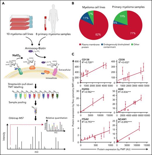 Plasma membrane profiling (PMP) of primary samples and cell lines leads to quantification of the cell surface proteome in myeloma at high coverage. (A) PMP overview. Ten human myeloma cell lines (HMCL) were profiled in a 10-plex and 8 primary myeloma samples plus 2 repeat HMCL were profiled in a second 10-plex. Sugar residues were oxidized with sodium periodate (NaIO4) to form aldehydes, which were then treated with aminooxy-biotin resulting in biotinylation via stable oxime bonds. This was followed by streptavidin pull-down, tandem mass tag (TMT) labeling, and mass spectrometry (MS3). (B) Identified proteins were annotated as plasma membrane proteins, as endogenously biotinylated contaminants, or unrecognized as plasma membrane proteins. Proportions within the pie charts refer to protein abundance. (C) Comparison of protein quantification by flow cytometry and PMP. Relative protein abundance by TMT labeling and mass spectrometry in arbitrary units (AU; x-axis) is compared with protein abundance by median fluorescence intensity (MFI) as determined by flow cytometry with validated antibodies relative to isotype control (y-axis). Error bars are ±SD of biological replicates; n = 3. *P < .05; **P < .01; ***P < .001; ****P < .0001.