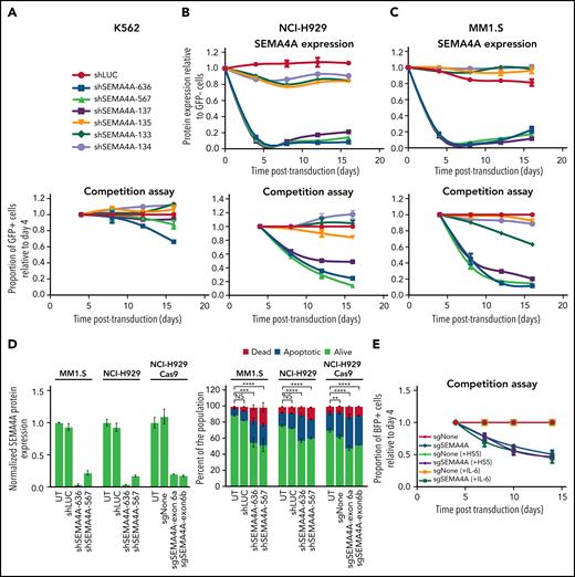 Expression of shRNA against SEMA4A is associated with reduced growth in myeloma cells but not K562 erythroleukemia cells. The erythroleukemia cell line, K562 (A), and the human myeloma cell lines, NCI-H929 (B) and MM1.S (C), were lentivirally transduced with six shRNA predicted to target SEMA4A plus a control shRNA directed against luciferase (shLUC). All shRNA vectors expressed GFP. Transduction efficiency was deliberately maintained at ∼50%. Top panels: SEMA4A expression was measured at the cell surface by flow cytometry and is expressed relative to expression in GFP-negative (GFP-) cells. K562 cells do not express SEMA4A, and thus expression is not shown. Bottom panels: GFP-positive (GFP+)/total cell ratio was measured from day 4 after transduction. GFP+/total cell ratio is then plotted relative to that ratio at day 4 and normalized to the ratio for the control hairpin, shLUC. Error bars indicate ±SD from a minimum of 2 replicates for each shRNA. (D) MM1.S, NCI-H929, and NCI-H929 Cas9 were lentivirally transduced as described in panel A with a control (shLUC/sgNone) or shRNA/sgRNA targeting SEMA4A. Left panel: at 144 hours' post–viral transduction, SEMA4A expression was measured at the cell surface by flow cytometry and is expressed relative to expression in untransduced cells (UT). Right: Cell viability was also assessed by flow cytometry to determine the percentages of dead (Annexin V and LIVE/DEAD Fixable Violet positive), early apoptotic (Annexin V positive and LIVE/DEAD Fixable Violet negative), and alive (Annexin V and LIVE/DEAD Fixable Violet negative) cells. A one-way analysis of variance comparing MM1.S alive cells F(3,8) = 42.45, P < .0001, NCI-H929 alive cells F(3,8) = 101.2, P < .0001, and NCI-H929 Cas9 alive cells F(3,8) = 56.84, P < .0001 was performed. Dunnett's multiple comparisons correction is shown. (E) NCI-H929 constitutively expressing Cas9 were lentivirally transduced with sgRNA targeting exon six of SEMA4A (sgSEMA4A) or a nontargeting control sgRNA (sgNone). All sgRNA vectors expressed blue fluorescent protein (BFP), and transduction efficiency was deliberately maintained at ∼50%. After lentiviral transduction, cells were cultured ± the stromal cell line, HS5, or were supplemented ± interleukin-6 (IL-6). The BFP-positive (BFP+)/total cell ratio was measured from day 4 after transduction and is plotted relative to proportion at day 4 and normalized to the ratio of each control sgRNA, sgNone. Error bars are ±SD of replicates; n = 3. **P < .01; ***P < .001; ****P < .0001. NS, not significant.